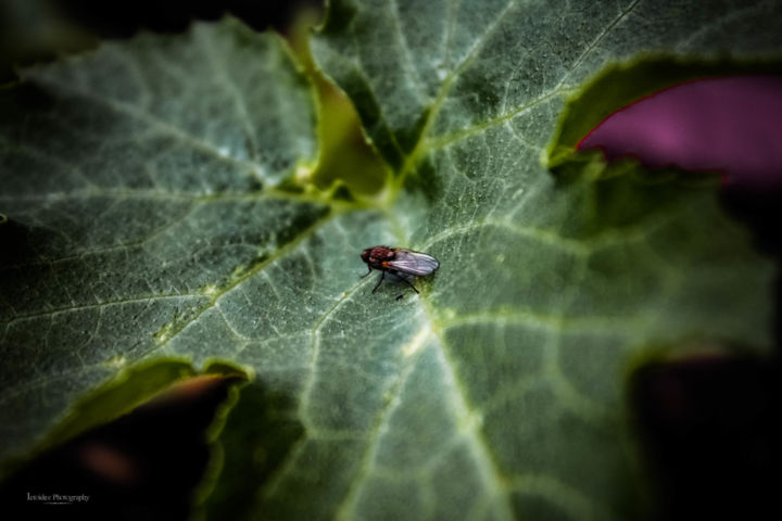 Photographie intitulée "mouche miniature" par Périne Cliquet (ictoïde 777), Œuvre d'art originale, Photographie numérique