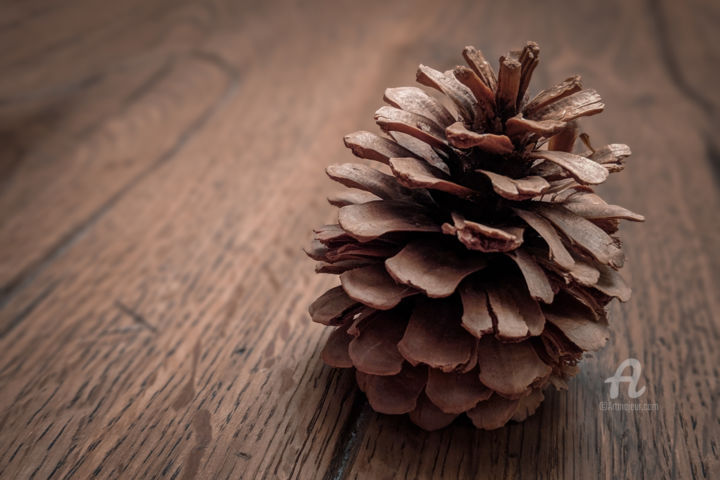 Photography titled "Pine Cone" by Luigi Veggetti, Original Artwork, Digital Photography