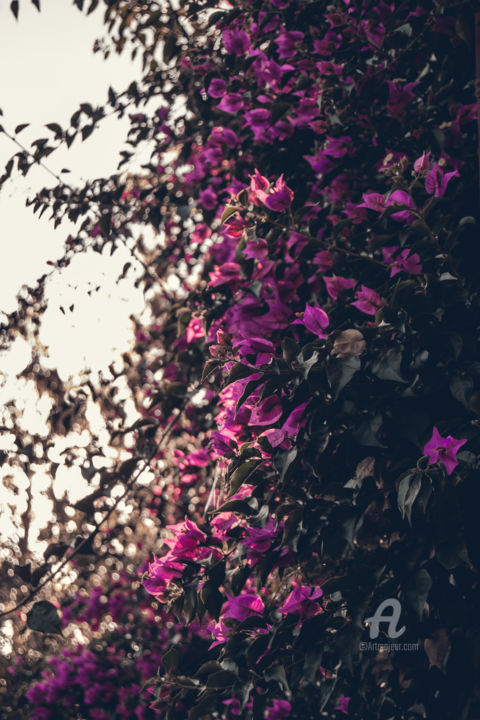 Photographie intitulée "Purple Flowers" par Luigi Veggetti, Œuvre d'art originale, Photographie numérique