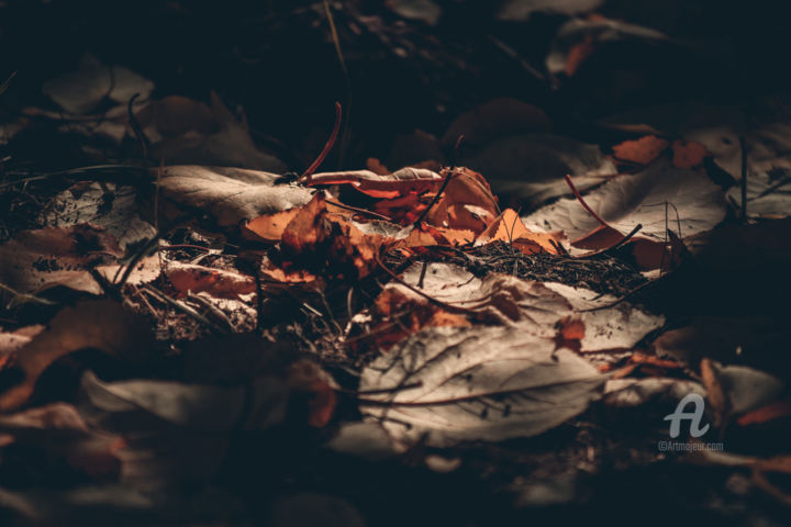 Photography titled "Autumn Leaves" by Luigi Veggetti, Original Artwork, Digital Photography