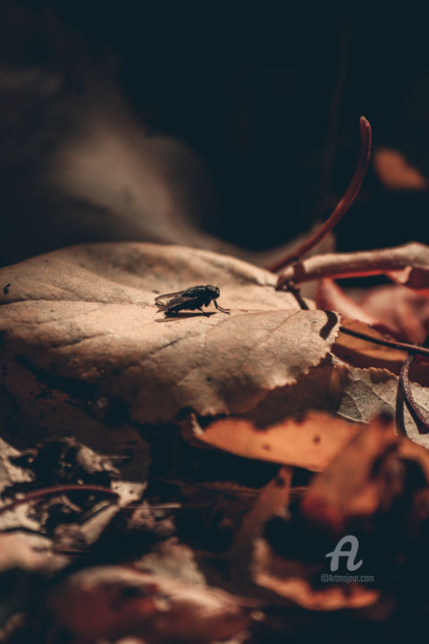 Photography titled "Autumn Leaves Fly" by Luigi Veggetti, Original Artwork, Digital Photography