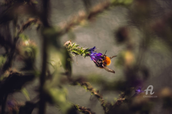 Photography titled "Bumblebee" by Luigi Veggetti, Original Artwork, Digital Photography