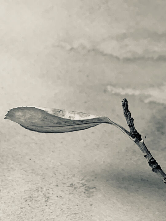 Fotografía titulada "solitud" por Luisa Grau, Obra de arte original, Fotografía digital