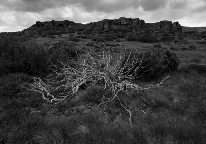 Photographie intitulée "Força da natureza" par Luís Da Cunha Pais, Œuvre d'art originale, Impression numérique