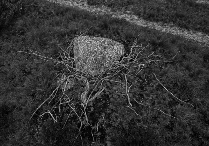 Photographie intitulée "À beira do caminho" par Luís Da Cunha Pais, Œuvre d'art originale, Photographie numérique