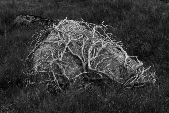 Fotografia intitulada "Abraços" por Luís Da Cunha Pais, Obras de arte originais, Fotografia digital