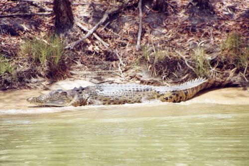 Fotografía titulada "Australia - Coccodr…" por Andrea Di Luzio, Obra de arte original