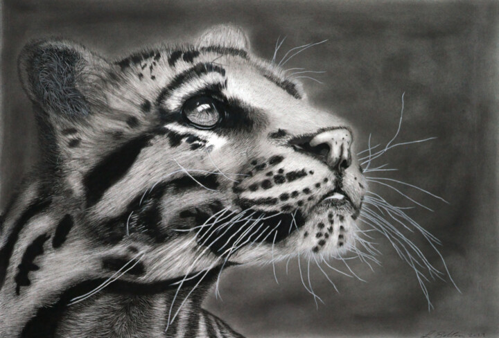 Рисунок под названием "Clouded Leopard" - Lynton Bolton, Подлинное произведение искусства, Древесный уголь
