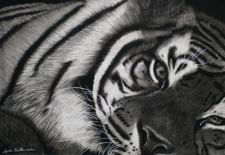 Drawing titled "Resting Sumatran Ti…" by Lynton Bolton, Original Artwork, Charcoal