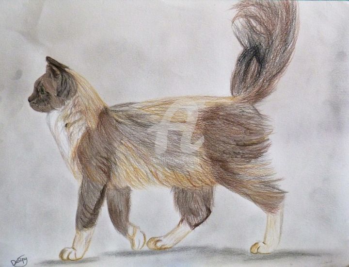 Dessin intitulée "Chat angora" par Mylène Delpy, Œuvre d'art originale, Crayon