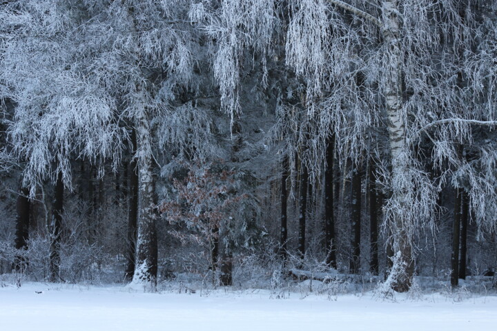 Φωτογραφία με τίτλο "Winter in the forest" από Marek Nape, Αυθεντικά έργα τέχνης, Μη χειραγωγημένη φωτογραφία
