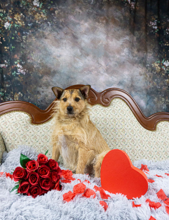 Photography titled "Be my Valentine" by Betty Heideman, Original Artwork, Non Manipulated Photography