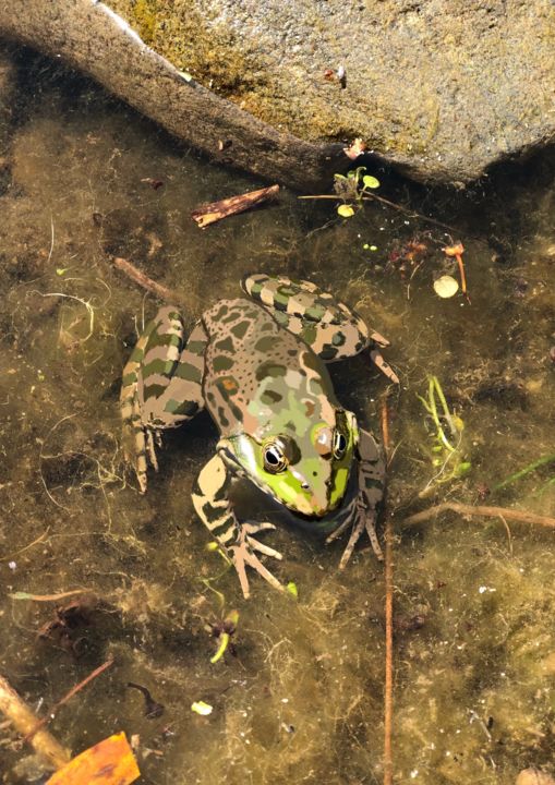 Arts numériques intitulée "Grenouille « Entre…" par Maboiteaenvies, Œuvre d'art originale, Peinture numérique