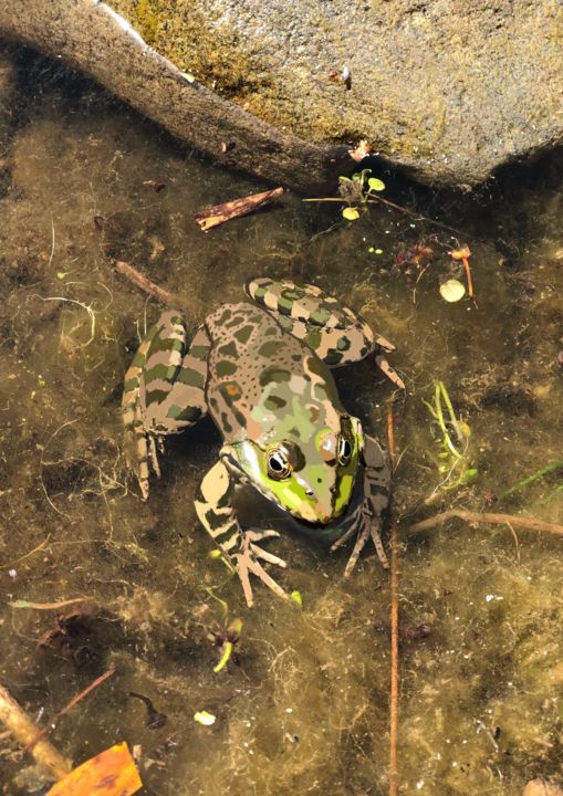 Arts numériques intitulée "Grenouille « Entre…" par Maboiteaenvies, Œuvre d'art originale, Peinture numérique