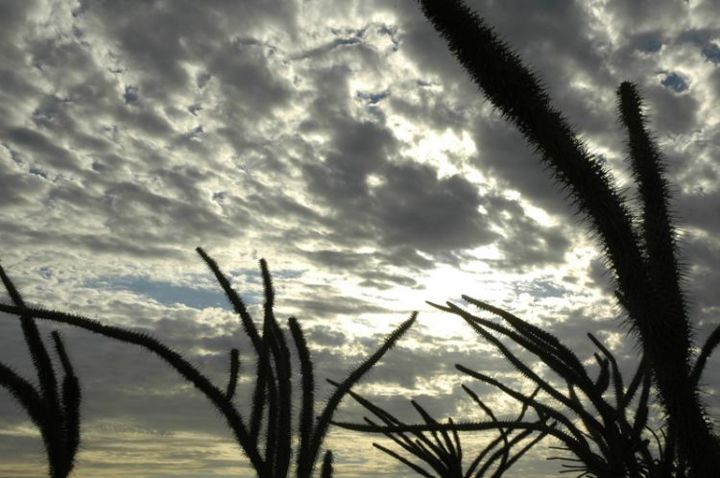 Photography titled "cactus" by Julien Robiche, Original Artwork