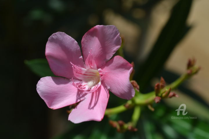 Fotografie mit dem Titel "oleander" von Mariska Ma Veepilaikaliyamma, Original-Kunstwerk