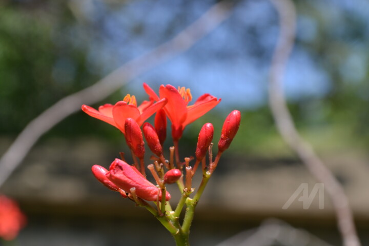 Photography titled "Red flower in secre…" by Mariska Ma Veepilaikaliyamma, Original Artwork