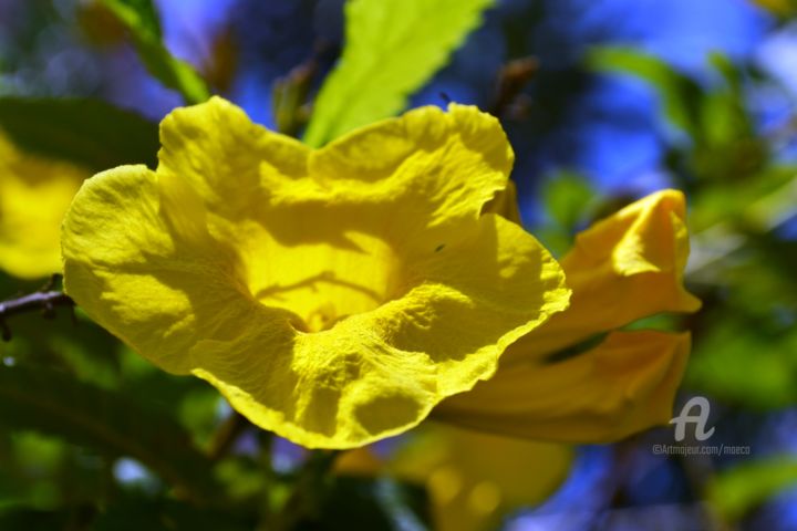 Фотография под названием "Sarakonrai Flower -…" - Mariska Ma Veepilaikaliyamma, Подлинное произведение искусства