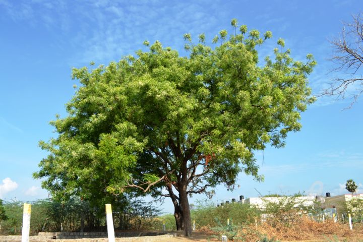 Photography titled "Mère de l’arbre Nee…" by Mariska Ma Veepilaikaliyamma, Original Artwork