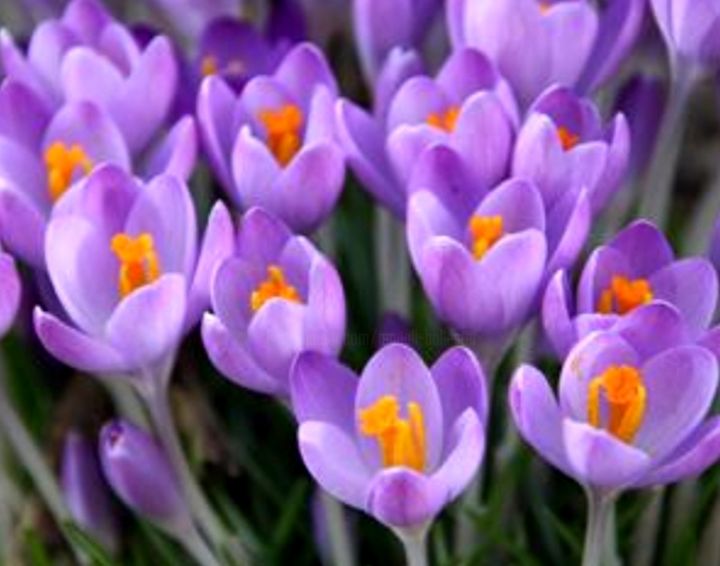 Photographie intitulée "parterre-de-crocus.…" par Balaya, Œuvre d'art originale,