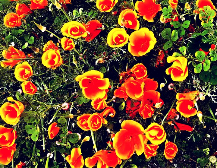 Photographie intitulée "Fleurs de printemps…" par Balaya, Œuvre d'art originale