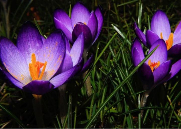 Photographie intitulée "crocus.jpg" par Balaya, Œuvre d'art originale,