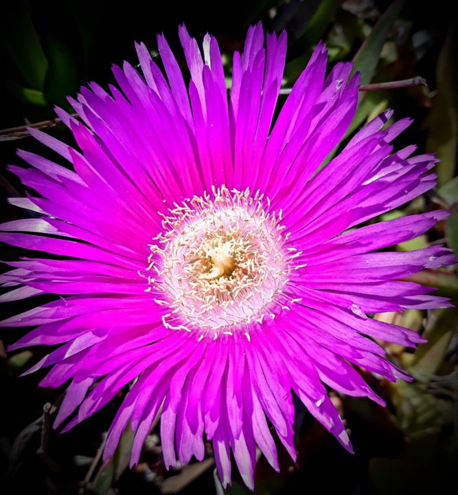 Photographie intitulée "Fleur du diable.jpg" par Balaya, Œuvre d'art originale