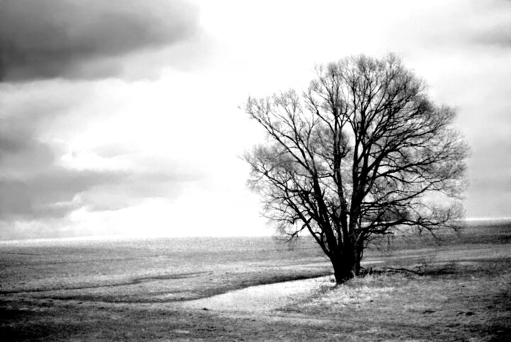 Фотография под названием "tree in the fog" - Magda Durda, Подлинное произведение искусства, Не манипулируемая фотография