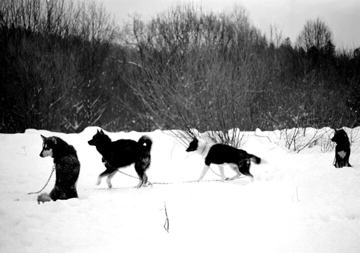 Photography titled "wolf's cousins" by Magda Durda, Original Artwork, Non Manipulated Photography