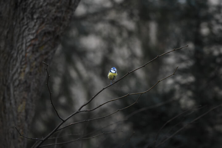 Fotografia zatytułowany „Common blue tit” autorstwa Magdalena Mienko, Oryginalna praca, Fotografia cyfrowa