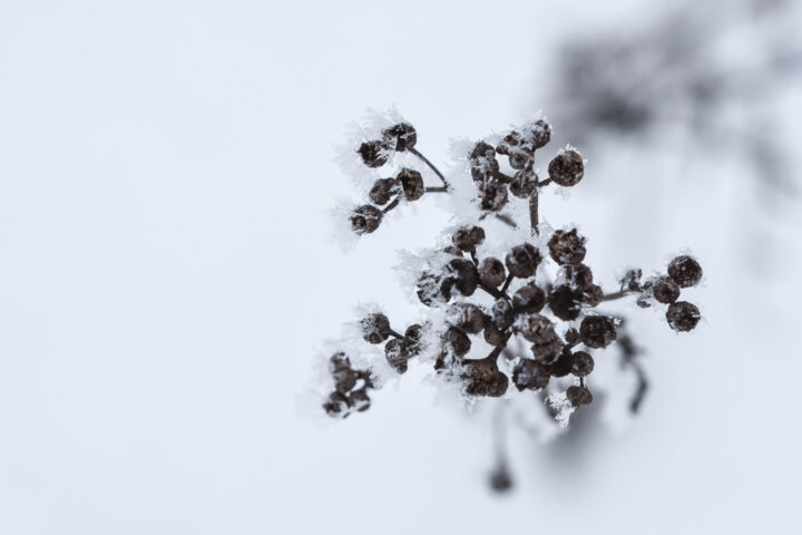 Fotografie mit dem Titel "Snow" von Magdalena Mienko, Original-Kunstwerk, Digitale Fotografie