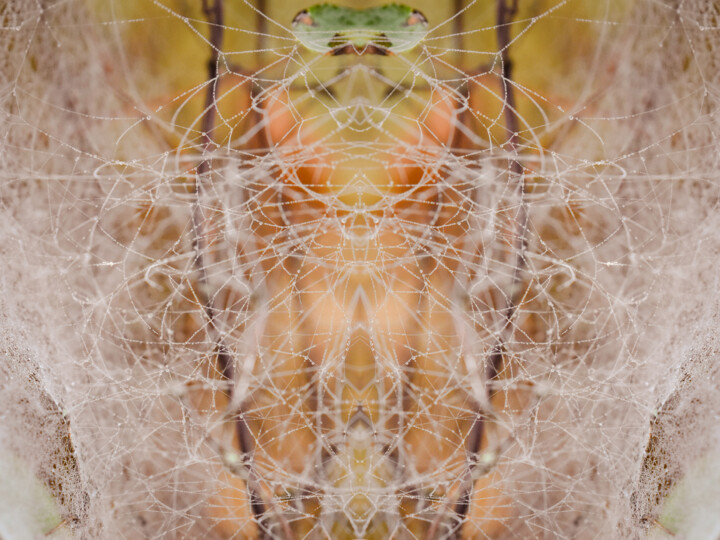 Photography titled "Spider" by Magdalena Mienko, Original Artwork, Manipulated Photography