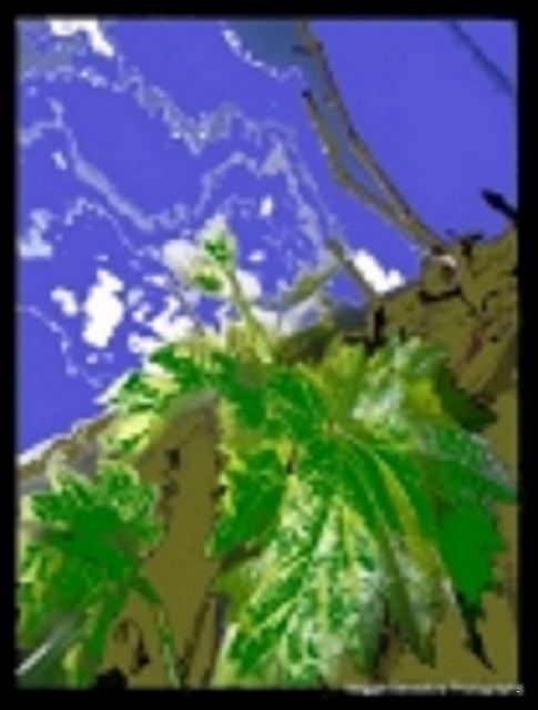 Digital Arts titled "The Grapevine" by Maggie Beresford, Original Art, Digital Painting