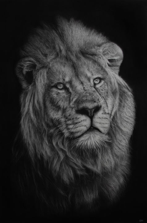 Speed drawing, dessin Lion Crayon blanc sur fond noir 