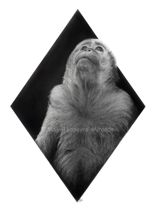 Rysunek zatytułowany „Macaque” autorstwa Magali Lapeyre-Mirande, Oryginalna praca, Ołówek
