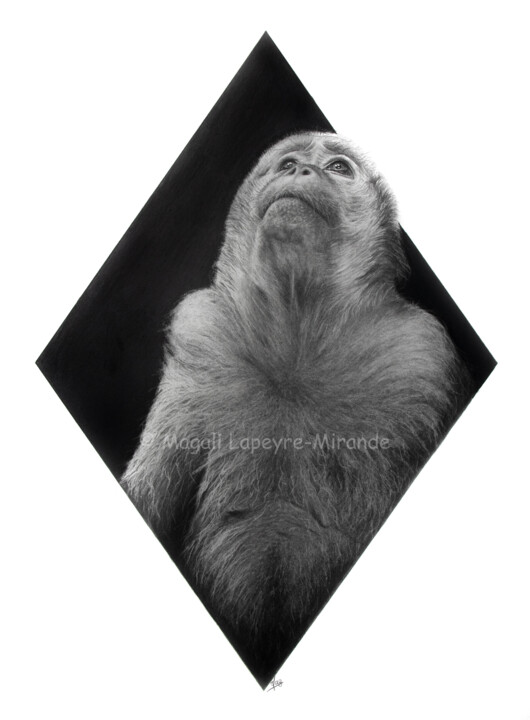 Drawing titled "Macaque" by Magali Lapeyre-Mirande, Original Artwork, Pencil