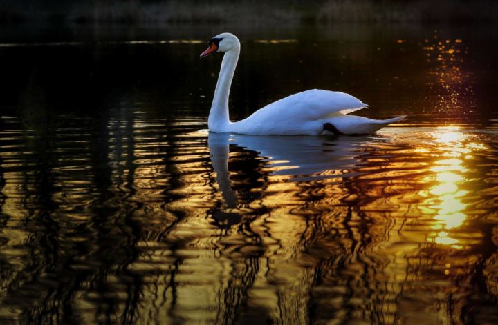 Fotografia zatytułowany „Swan in Lake” autorstwa Maka Magnolia, Oryginalna praca, Fotografia cyfrowa