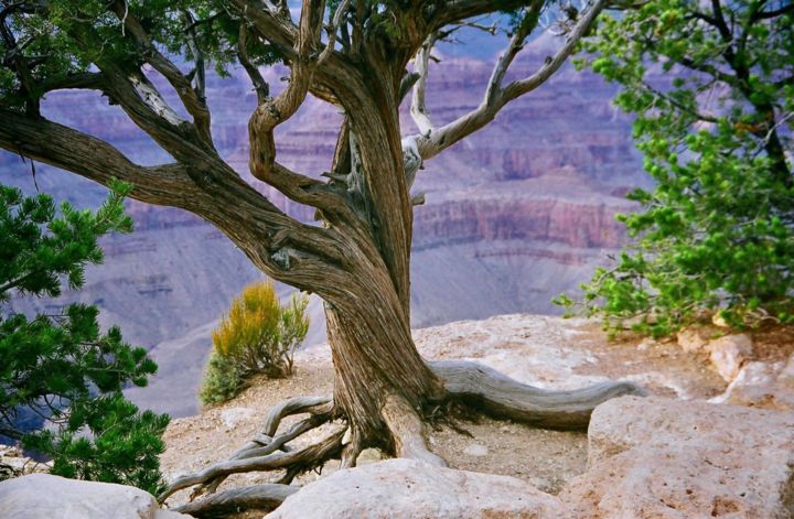 Photographie intitulée "Tree in Rock" par Maka Magnolia, Œuvre d'art originale, Photographie numérique