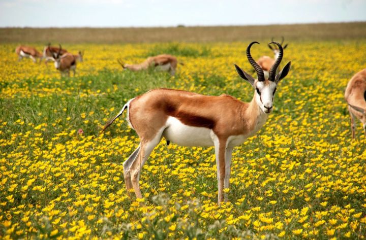 Fotografia zatytułowany „Antelope” autorstwa Maka Magnolia, Oryginalna praca, Fotografia cyfrowa