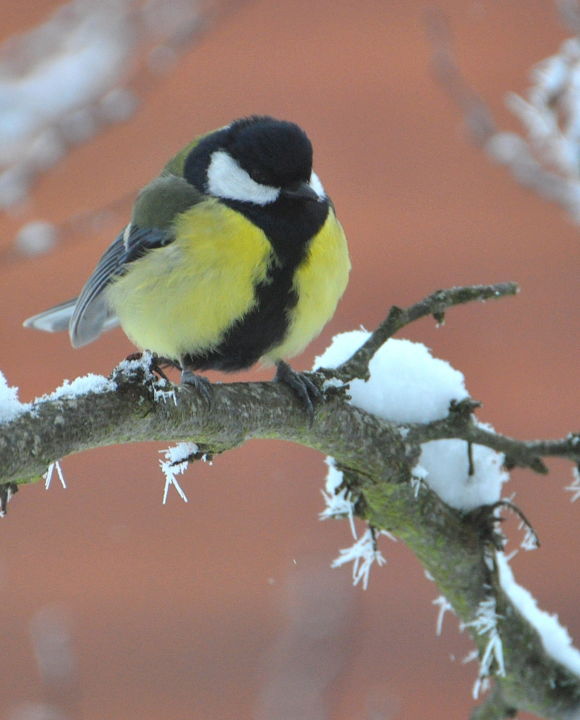 "Mésange charbonnière" başlıklı Fotoğraf Maï Laffargue tarafından, Orijinal sanat