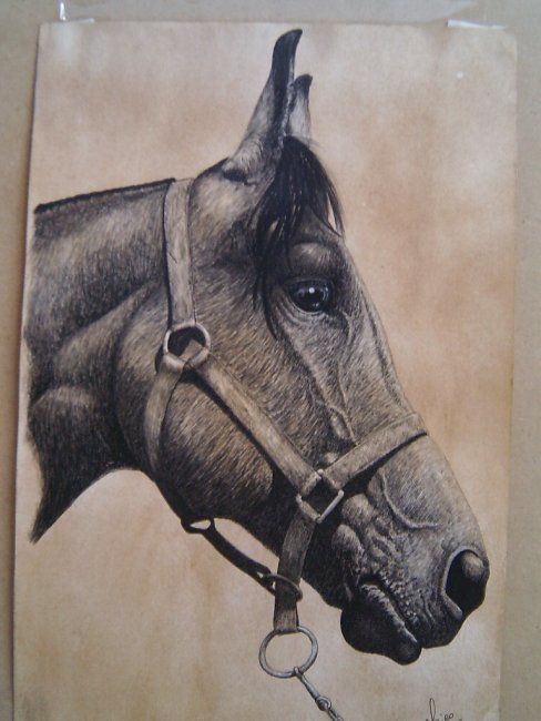 Drawing titled "Caballo criollo" by Maico Cánepa, Original Art, Other