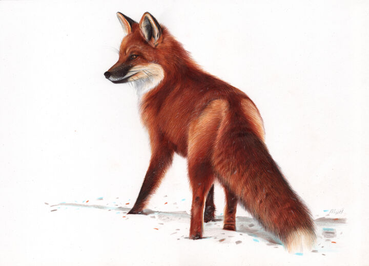 Zeichnungen mit dem Titel "Red Fox - Animal Po…" von Daria Maier, Original-Kunstwerk, Kugelschreiber