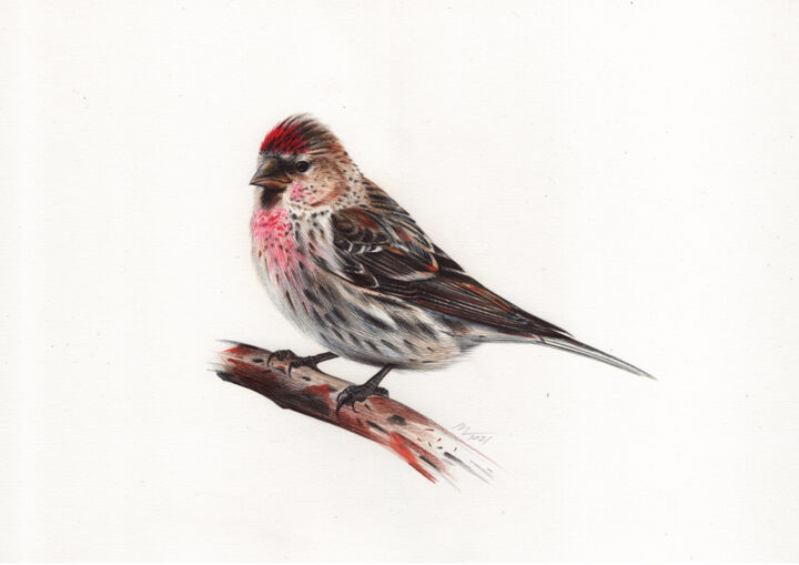 Dessin intitulée "Common Redpoll or M…" par Daria Maier, Œuvre d'art originale, Stylo à bille