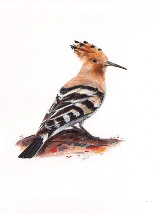 Hoopoe Drawing