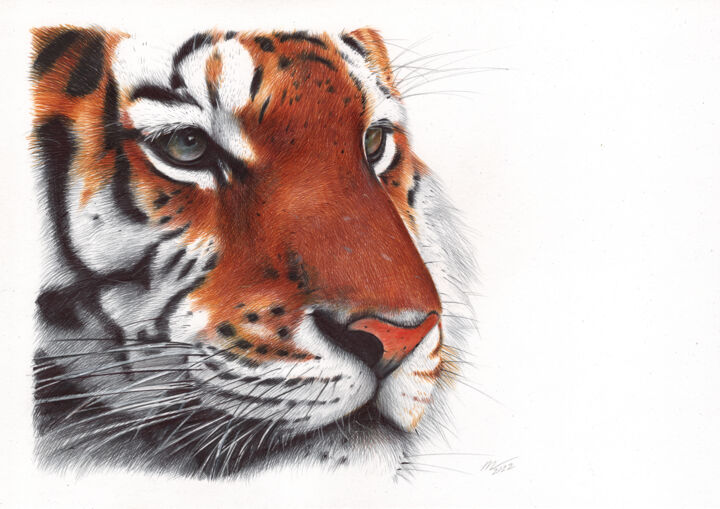 Σχέδιο με τίτλο "Tiger - Animal Port…" από Daria Maier, Αυθεντικά έργα τέχνης, Στυλό