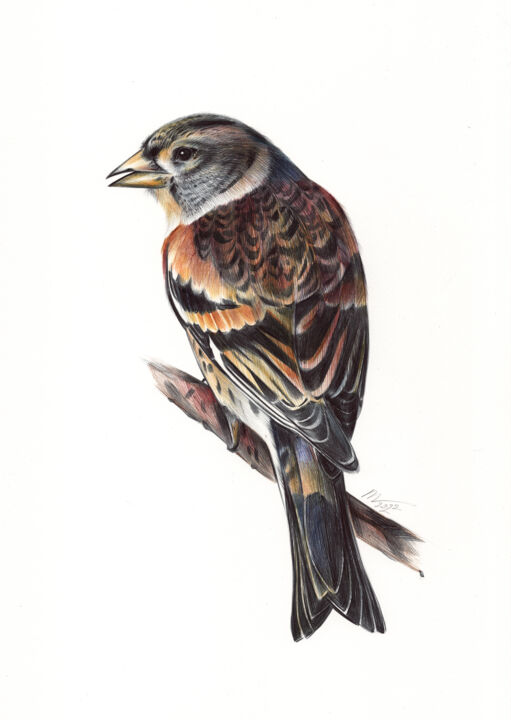Drawing titled "Brambling - Bird Po…" by Daria Maier, Original Artwork, Ballpoint pen