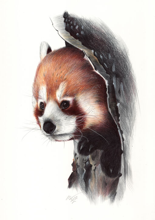 Dessin intitulée "Red Panda Portrait…" par Daria Maier, Œuvre d'art originale, Stylo à bille