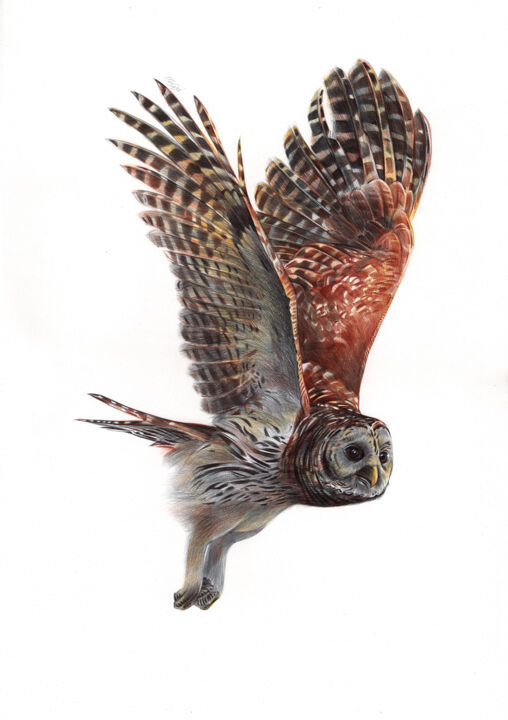 Tawny Owl - Bird Portrait (Photorealisti, Drawing by Daria Maier | Artmajeur