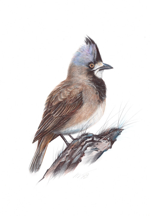 Dessin intitulée "Crested Bellbird (R…" par Daria Maier, Œuvre d'art originale, Stylo à bille