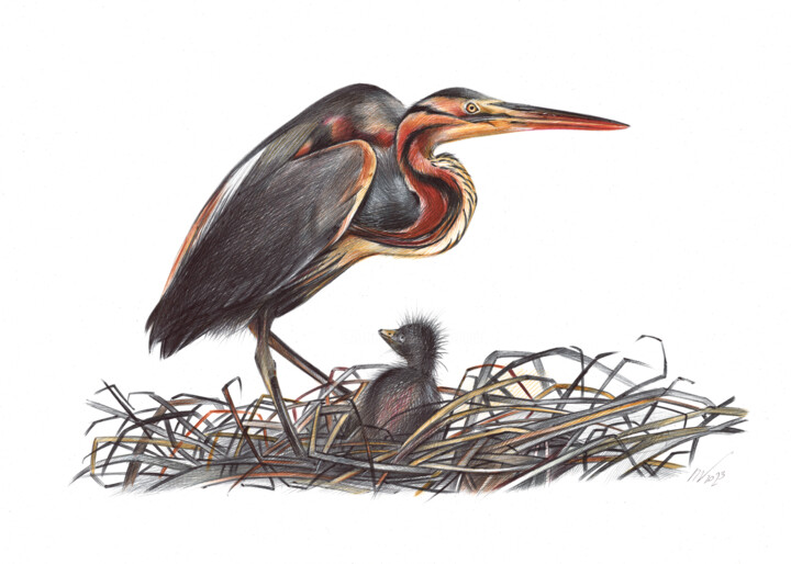 Zeichnungen mit dem Titel "Purple Heron (Reali…" von Daria Maier, Original-Kunstwerk, Kugelschreiber